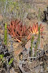 Euphorbia classenii Euphorbia heterochroma v tsavoensis Aloe classenii Kasigau GPS183 Kenya 2014_1669.jpg